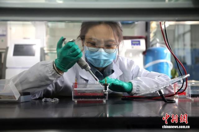 3月17日，青海大学农林科学院生物技术研究所，工作人员正在检测DNA质量。中新社记者 张忠苹 摄