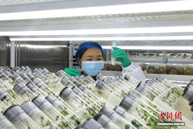 3月17日，青海大学农林科学院生物技术研究所，工作人员正在马铃薯基因库检查组培苗。中新社记者 张忠苹 摄