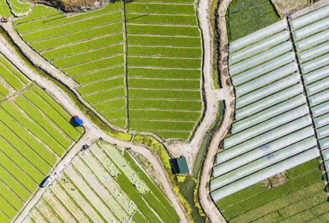 春耕时节，田园绿如画。（潘敏星 摄）