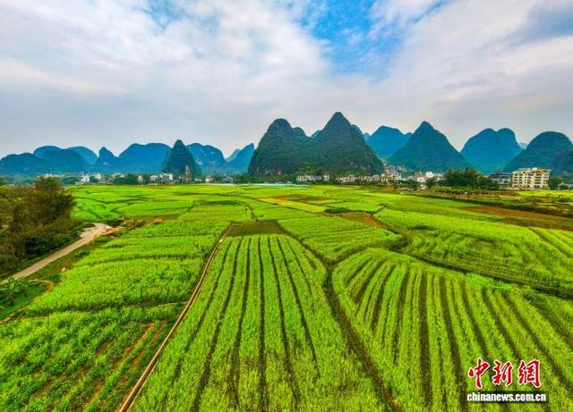图为航拍广西桂林阳朔县白沙镇的田园风光。何华文 摄