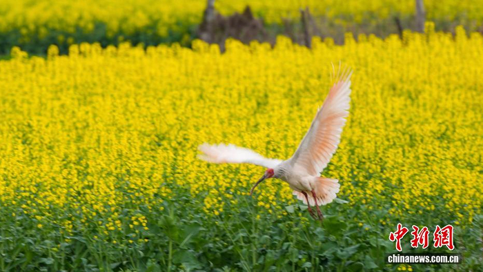 3月中旬，陕西省汉中市百万亩油菜花海绽放。朱鹮时而低飞于花田之上，时而驻足觅食，美如油画。图为朱鹮振翅低飞。宋晓丽 摄
