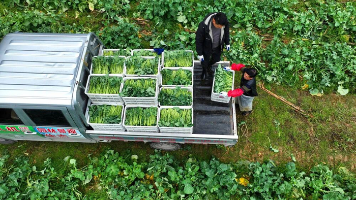 采收好的板蓝根青菜正在装车（新华社谢苗苗摄）