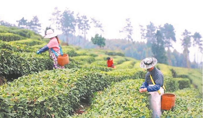     茶农采摘鲜茶。