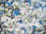 江西于都梨花盛开如云似雪