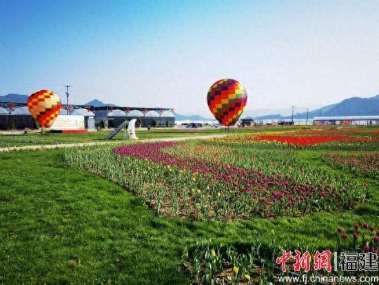 度尾溪畔农文旅基地郁金香花开正艳。周艳艳 摄