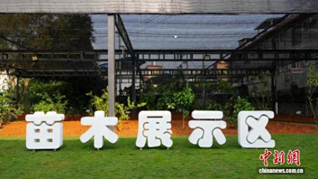 3月18日，德宏州瑞丽市南亚、东南亚热带经济作物种苗交易中心的苗木展示区。 瑞丽市融媒体中心 供图