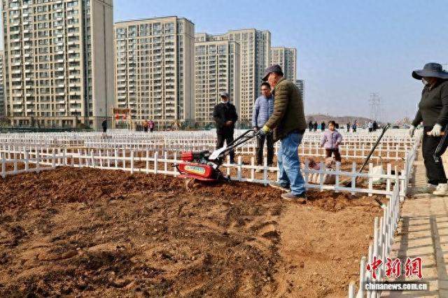 在山东济南历城区一处“共享菜园”，市民正在开垦土地。李明芮 摄