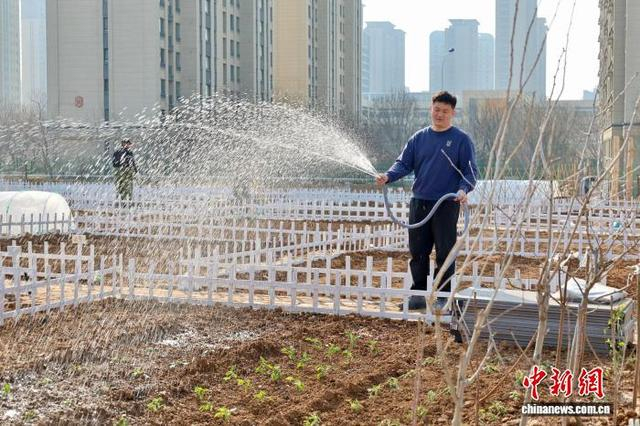 在山东济南历城区一处“共享菜园”，市民正在为刚刚栽种的幼苗浇水。李明芮 摄