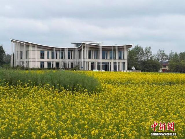 位于新都的“麦田书局”。记者 何浠 摄