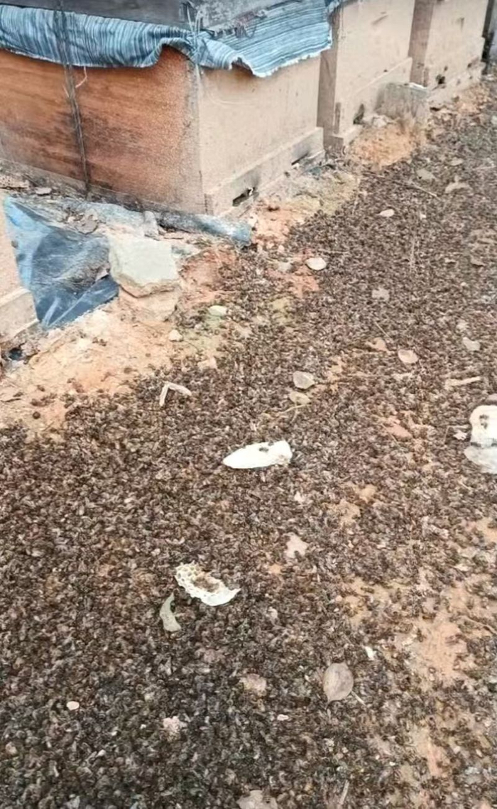 彭先生蜂箱附近的死蜂。受访者供图