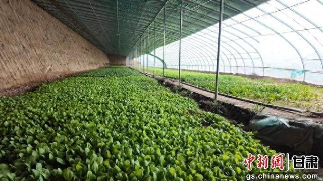 图为敦煌市郭家堡镇智能大棚。敦煌市委宣传部供稿