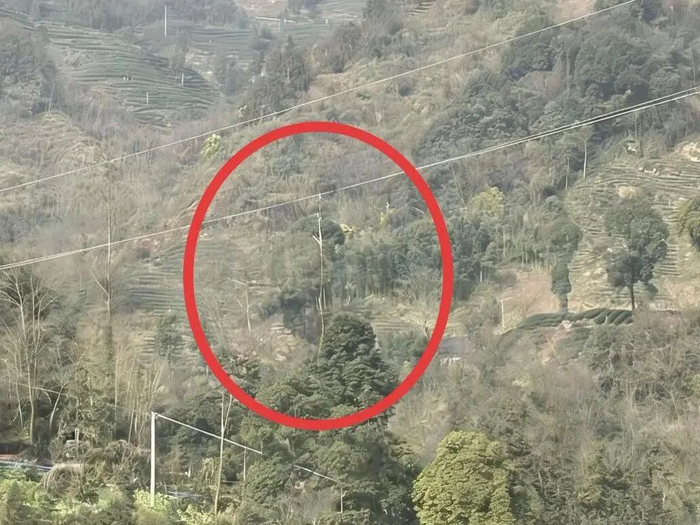 无人机吊运木头，牵引绳缠上高压线致区域停电！涉事公司赔8000元，飞手违规飞行被拘5日