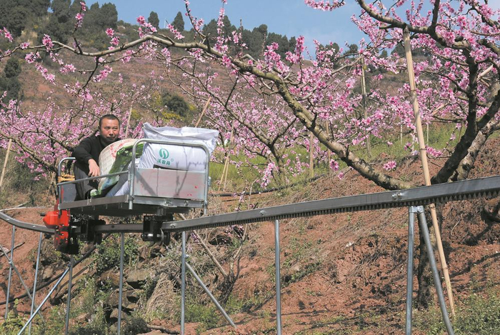     单轨运输车正在忙碌地运送春肥。