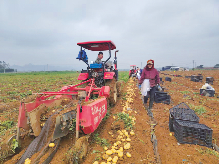     在宁武镇唐村下潘屯，人们正忙着采收马铃薯。    （潘明焯 摄）
