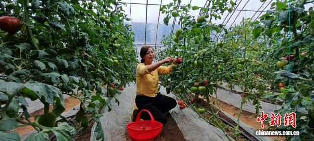 西邵村的智慧温室大棚。 崔莉霞 摄