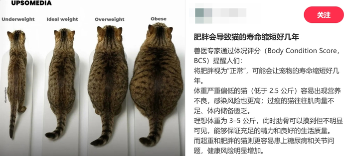 BCS是判断宠物肥胖情况的常见方法。图源：小红书