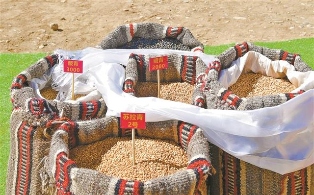 图为墨竹工卡县唐加乡春耕春播仪式上展示的各类青稞种子。记者 索朗旺久 摄
