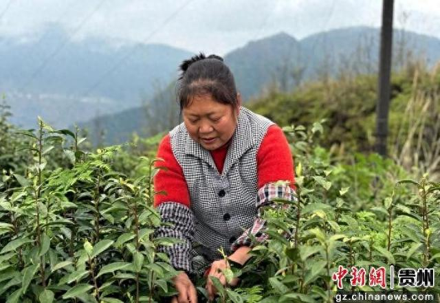 茶农采茶。刁苓沙 摄