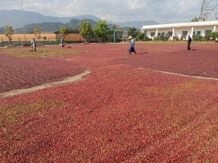 临沧咖啡丰收。临沧市委宣传部 供图