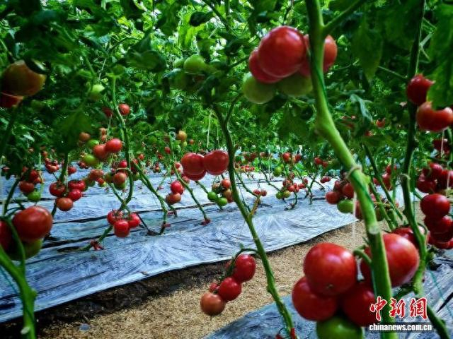 西邵村的智慧温室大棚。 崔莉霞 摄