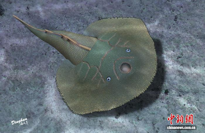 中国“古鱼王国”发现4.19亿年前盔甲鱼类新属种短耳鸮甲鱼