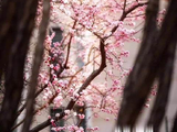 北京街头春意正浓，周深歌声伴赏花