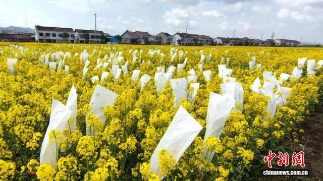 图为陕西省汉中市勉县的油菜田。邹长珍 摄