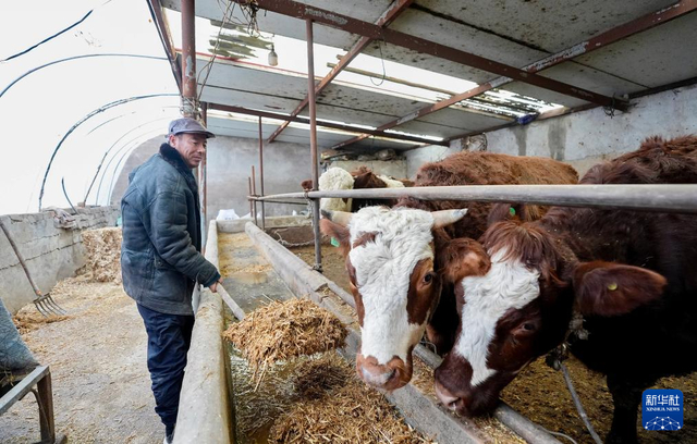 2月2日，宁夏固原市原州区彭堡镇惠德村村民马文军在家里喂牛。新华社记者 杨植森 摄