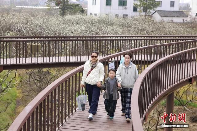 3月21日，浙江桐乡，民众在槜李花丛中游玩。孙杨洋 摄