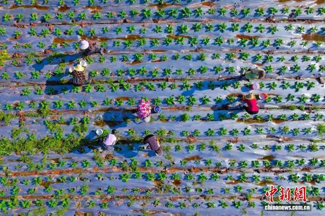 图为村民在高标准农田内劳作。安姚鑫 摄