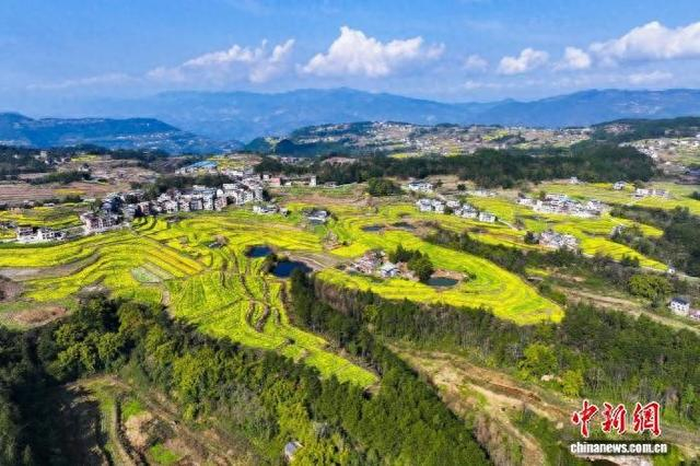 图为无人机视角下的开竹村油菜花田。安姚鑫 摄