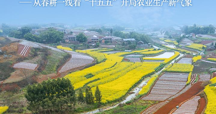沃野染新绿 春耕绘丰景——从春耕一线看“十五五”开局农业生产新气象