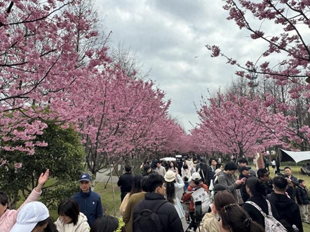 上海顾村公园内人头攒动。澎湃新闻记者 唐莹莹 摄