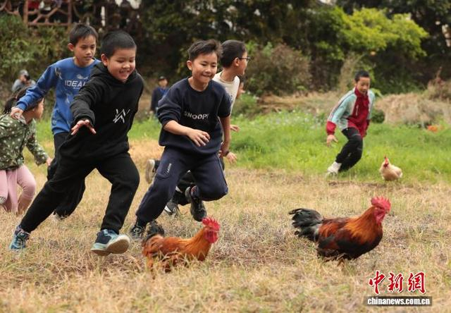 图为抓鸡比赛现场。陆荣斌 摄