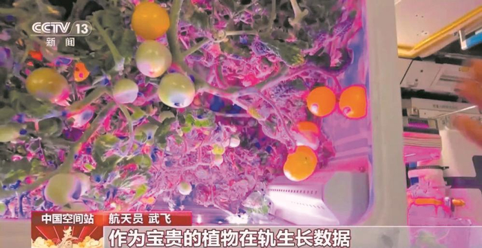     由植物气雾培养装置培育的樱桃番茄。