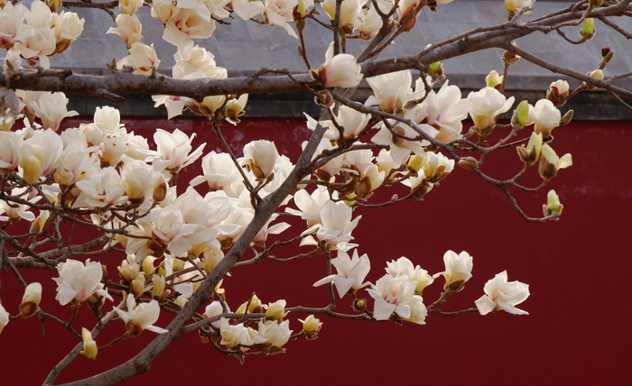 万寿寺的玉兰花正在绽放。受访者供图