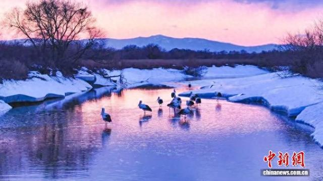 黑龙江乌苏里江国家湿地公园内，冰雪初融，候鸟归来。 饶河县融媒体中心供图