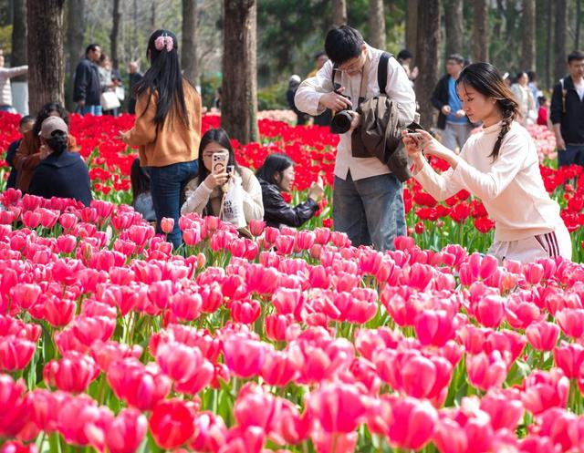 3月21日，游客在南京中山植物园赏花拍照。新华社发（苏阳摄）