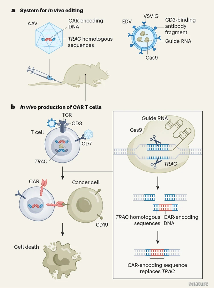 图 | 体内编辑免疫细胞（来源：Nature）