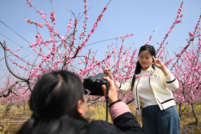 湖北省荆门市屈家岭管理区长滩办事处月宝山村，游客在桃林中留影。陈斌摄