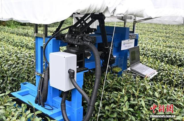3月27日，采茶机器人在西湖龙井茶园内作业。中新社记者 王刚 摄