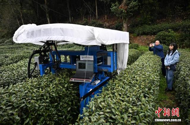 3月27日，龙井茶园中的采茶机器人引人参观。中新社记者 王刚 摄