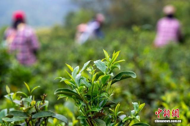 图为长势喜人的六堡茶树。何华文 摄