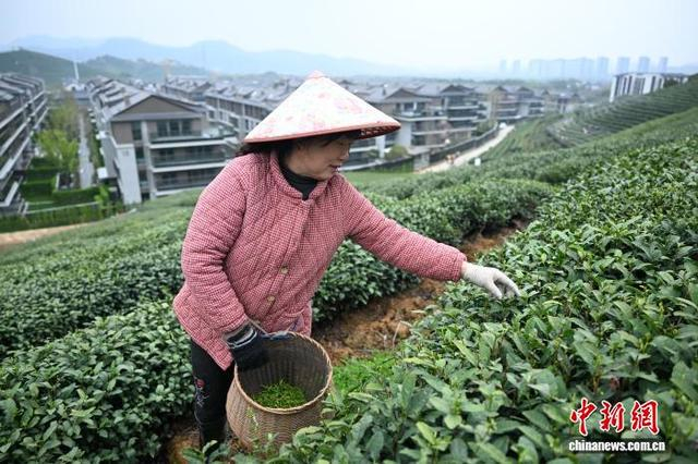 3月27日，采茶工在乡野新居附近茶山上采茶。中新社记者 王刚 摄