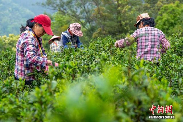 图为茶农在茶园里采摘明前六堡茶鲜叶。何华文 摄