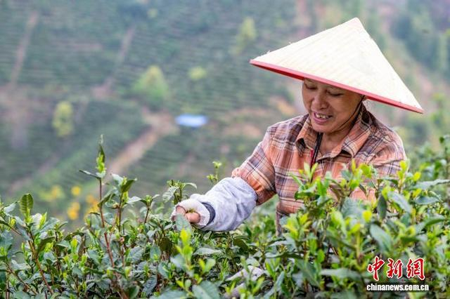 图为茶农在茶园里采摘明前六堡茶鲜叶。何华文 摄