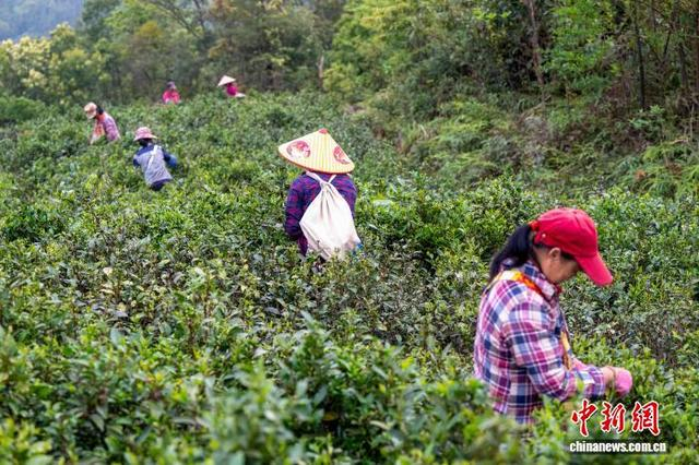 图为茶农在茶园里采摘明前六堡茶鲜叶。何华文 摄