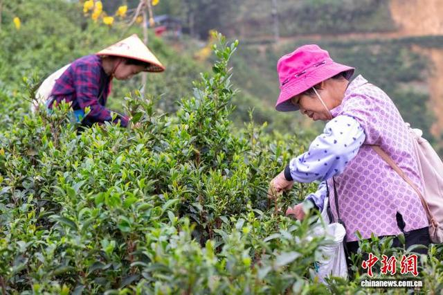 图为茶农在茶园里采摘明前六堡茶鲜叶。何华文 摄