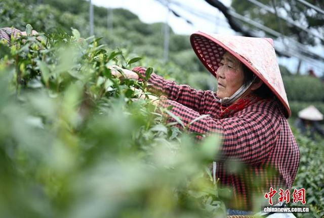 3月27日，采茶工在茶园内采摘龙井茶。中新社记者 王刚 摄