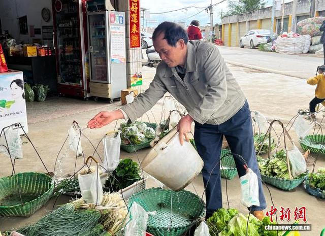图为卢志英在为“无人菜摊”的蔬菜淋水。韦佳彤 摄